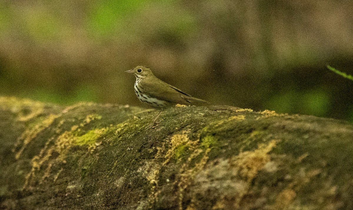 Ovenbird - ML453981651