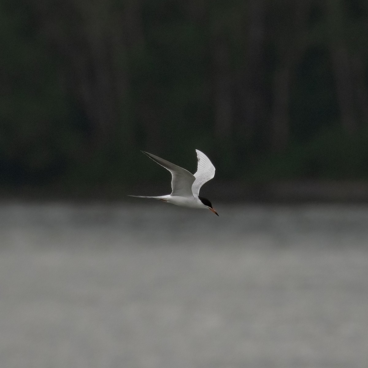 Forster's Tern - ML453981701