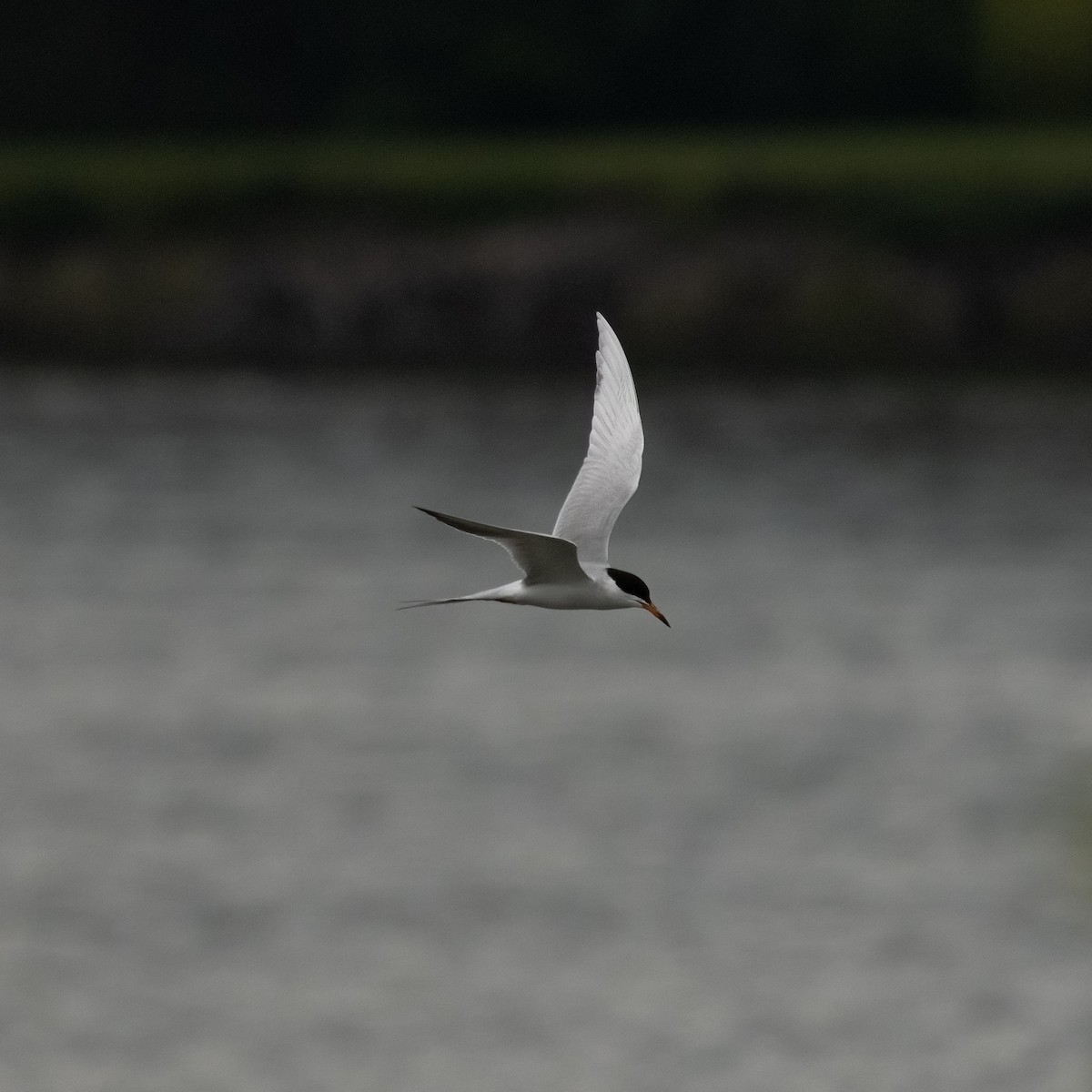 Forster's Tern - ML453981811