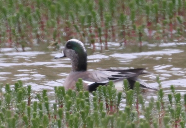 American Wigeon - ML453981851