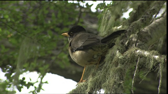 Austral Thrush (Magellan) - ML453983