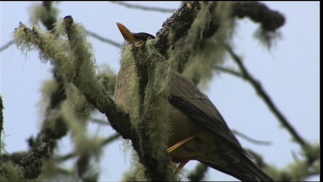 Austral Thrush (Magellan) - ML453984