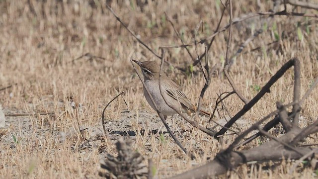 Rufous-tailed Scrub-Robin - ML453984841