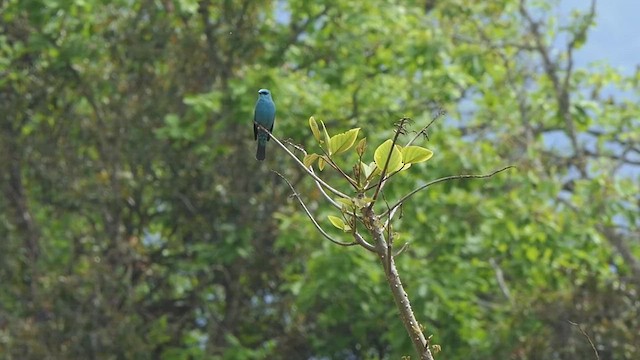 Verditer Flycatcher - ML453984891