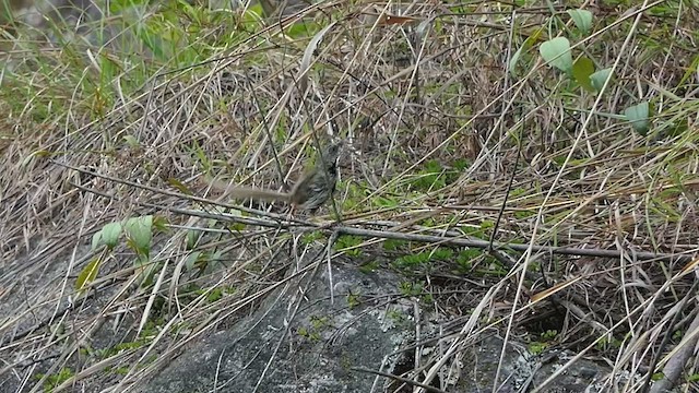 Black-throated Prinia - ML453985041