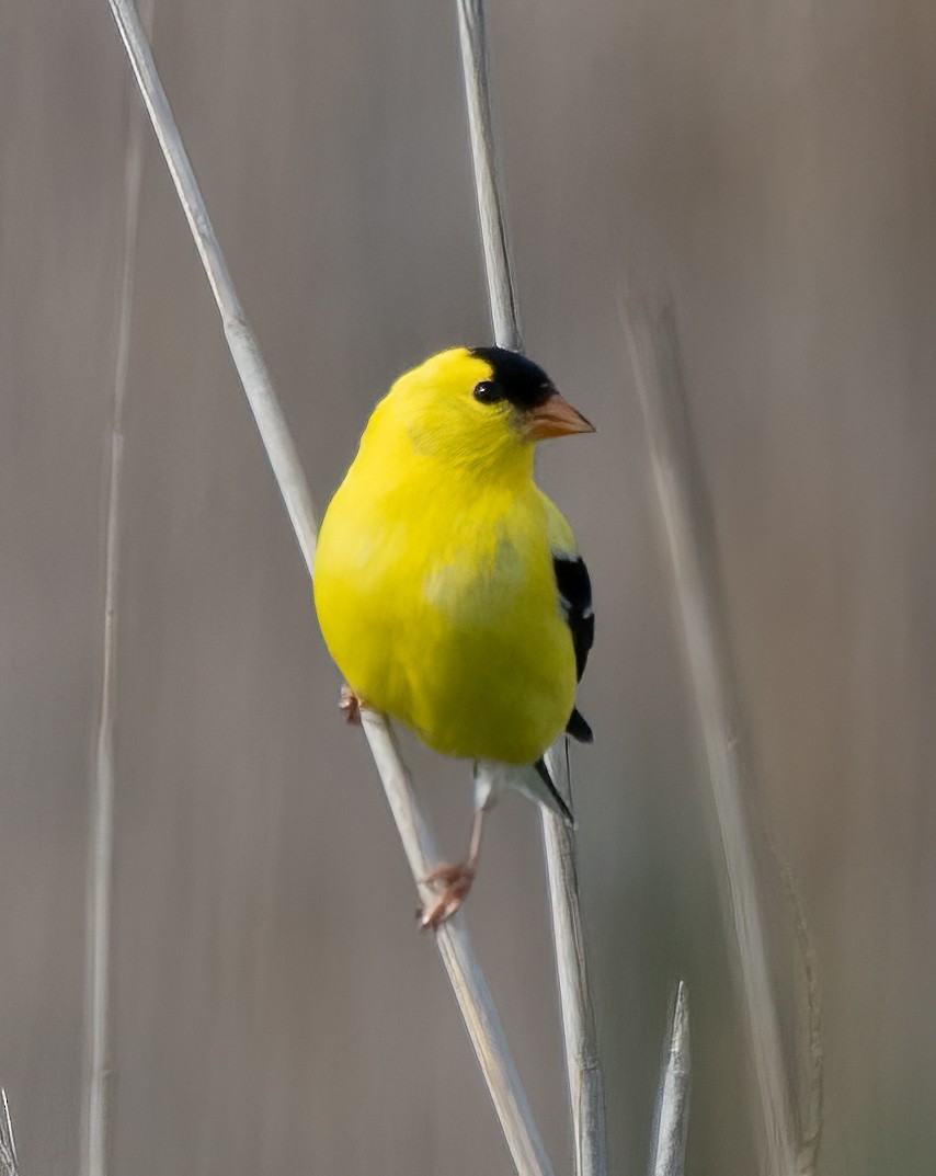 American Goldfinch - ML453985051