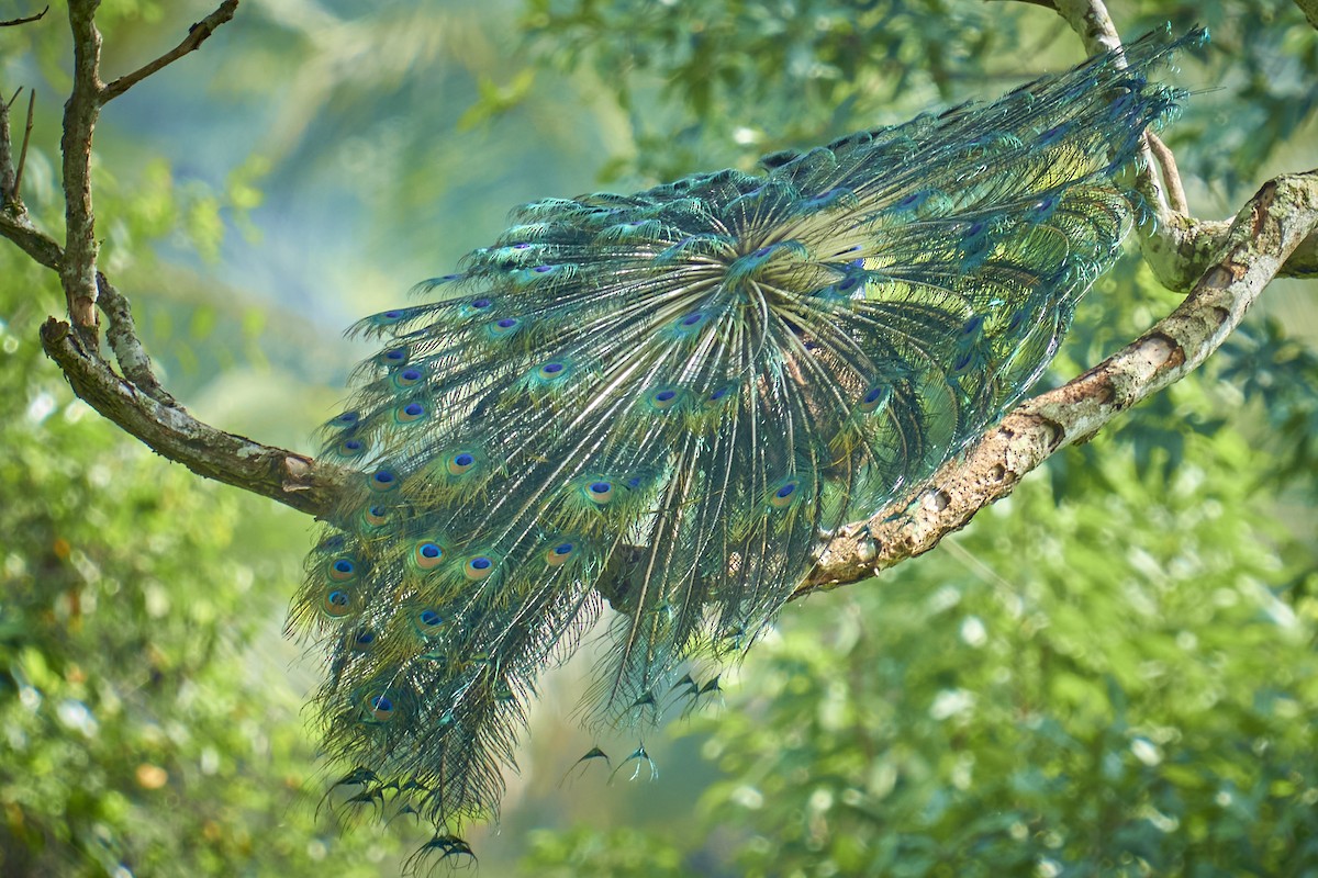 Indian Peafowl - Raghavendra  Pai