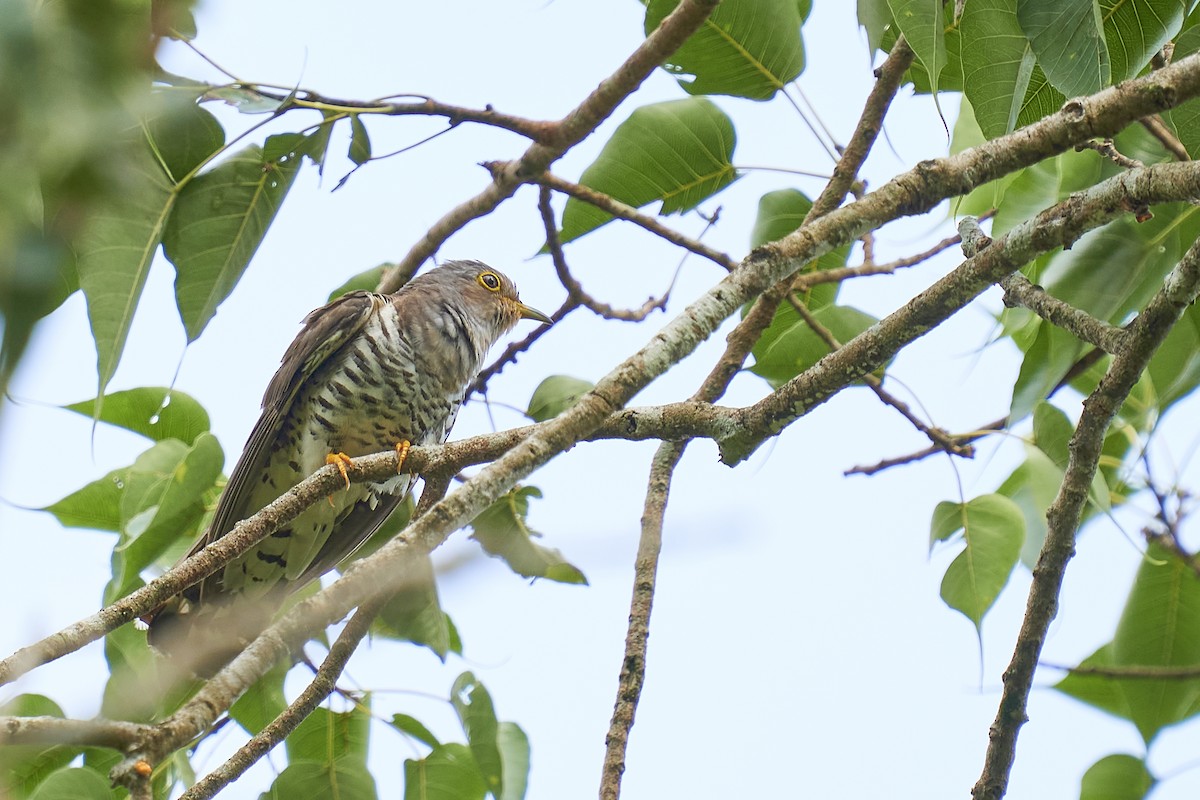 Indian Cuckoo - ML453985271