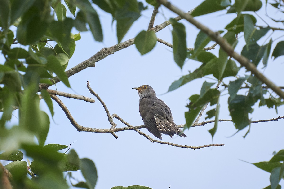 Indian Cuckoo - Raghavendra  Pai