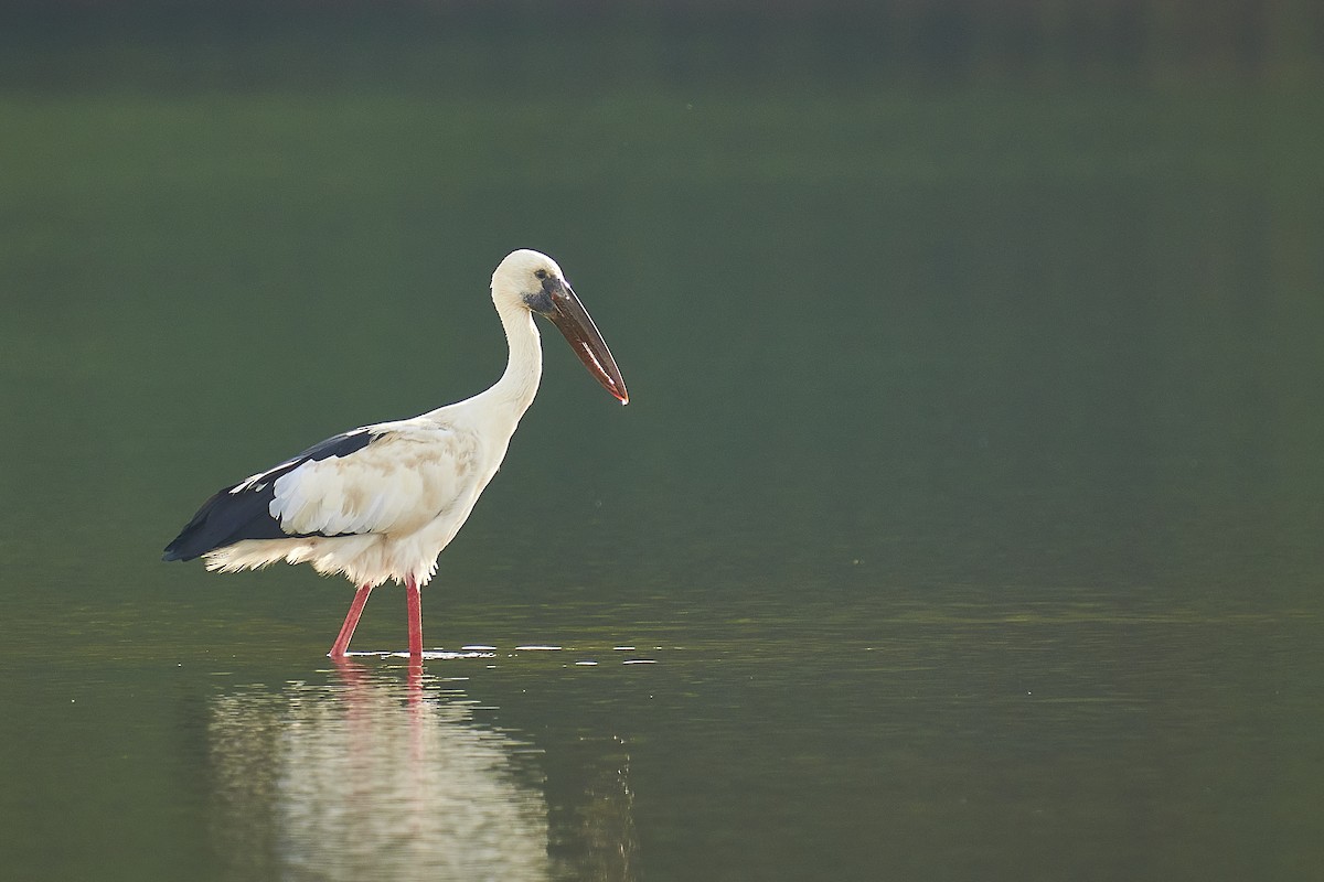 Asian Openbill - Raghavendra  Pai