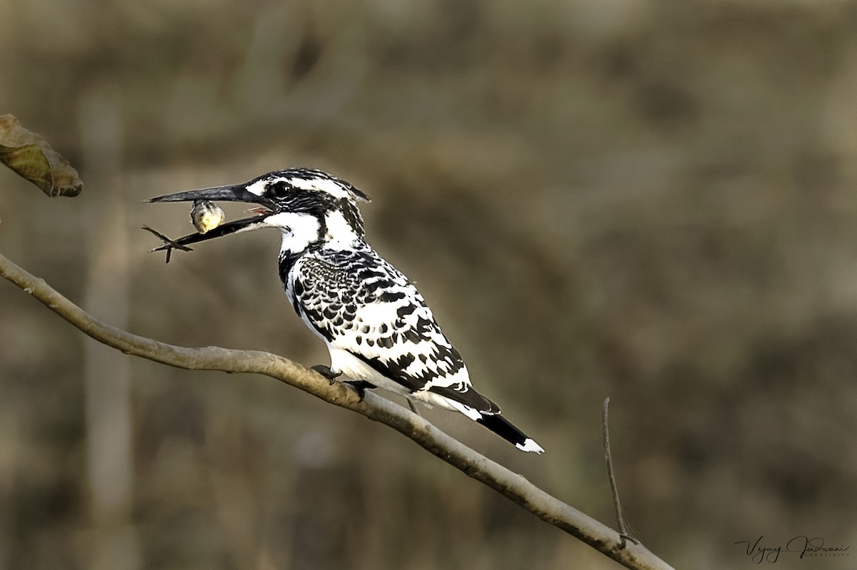 Pied Kingfisher - ML453986061