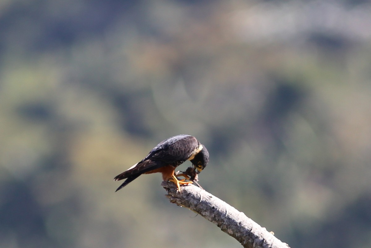 Bat Falcon - ML45398621