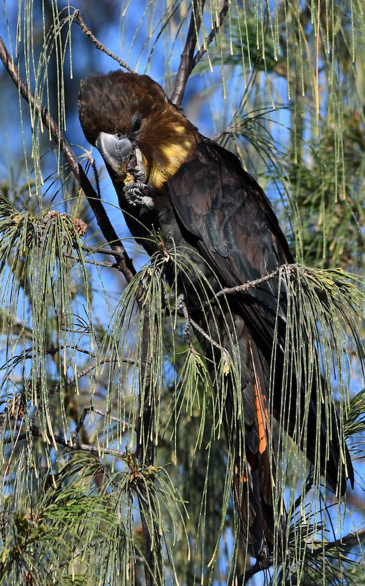 Glossy Black-Cockatoo - ML453986581