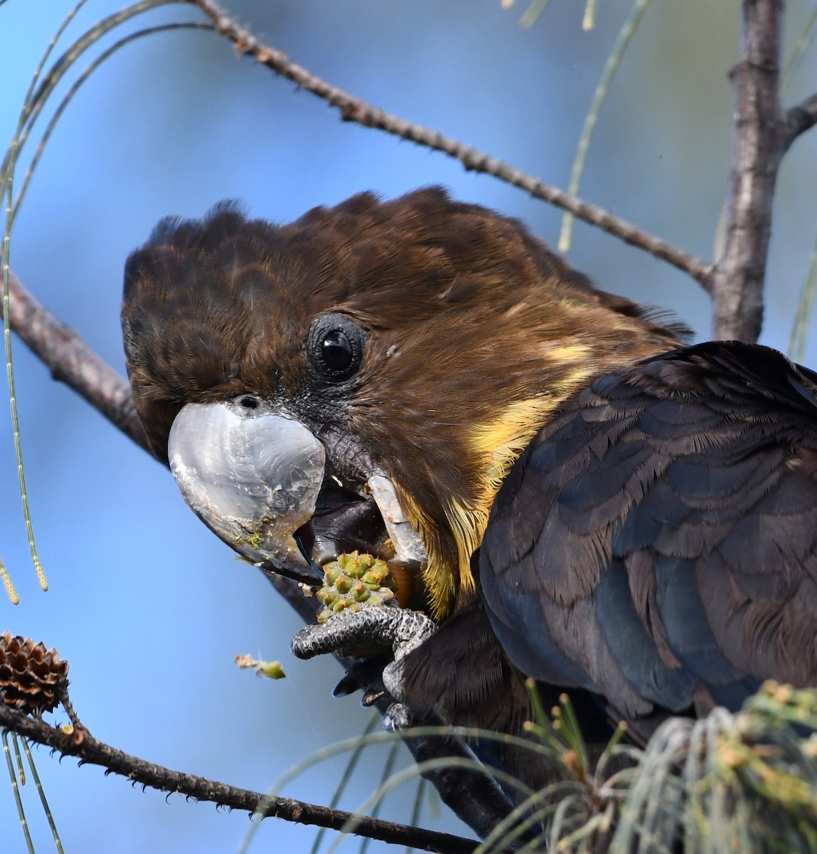 Glossy Black-Cockatoo - ML453986591