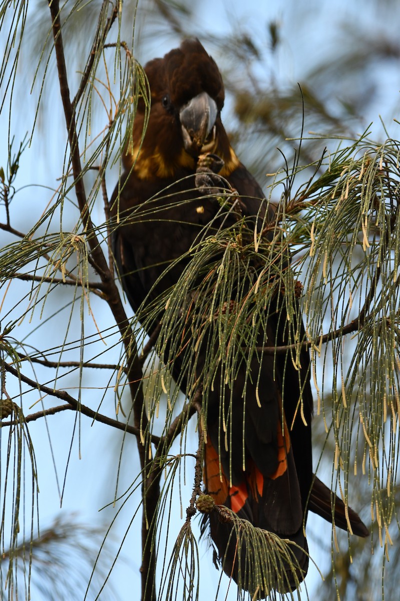 Glossy Black-Cockatoo - ML453986601