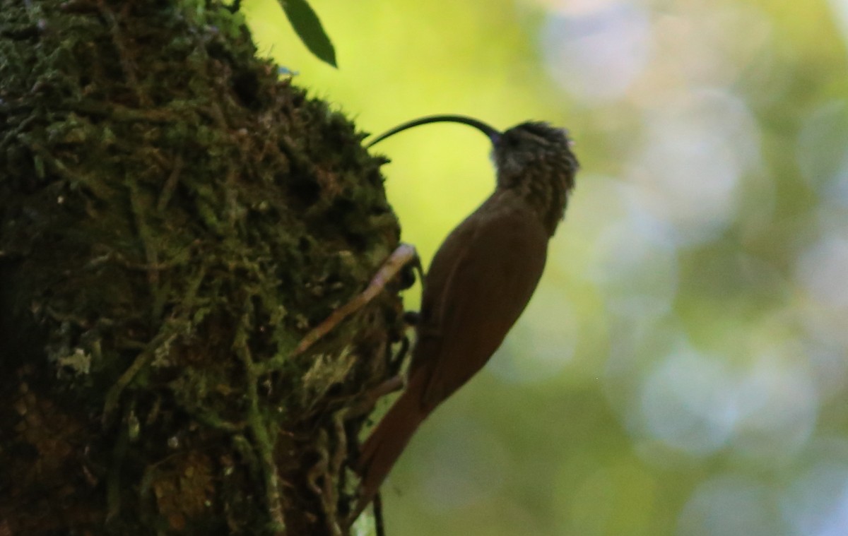 Black-billed Scythebill - ML45398801