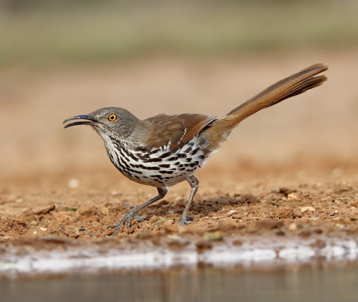 Long-billed Thrasher - ML453989831