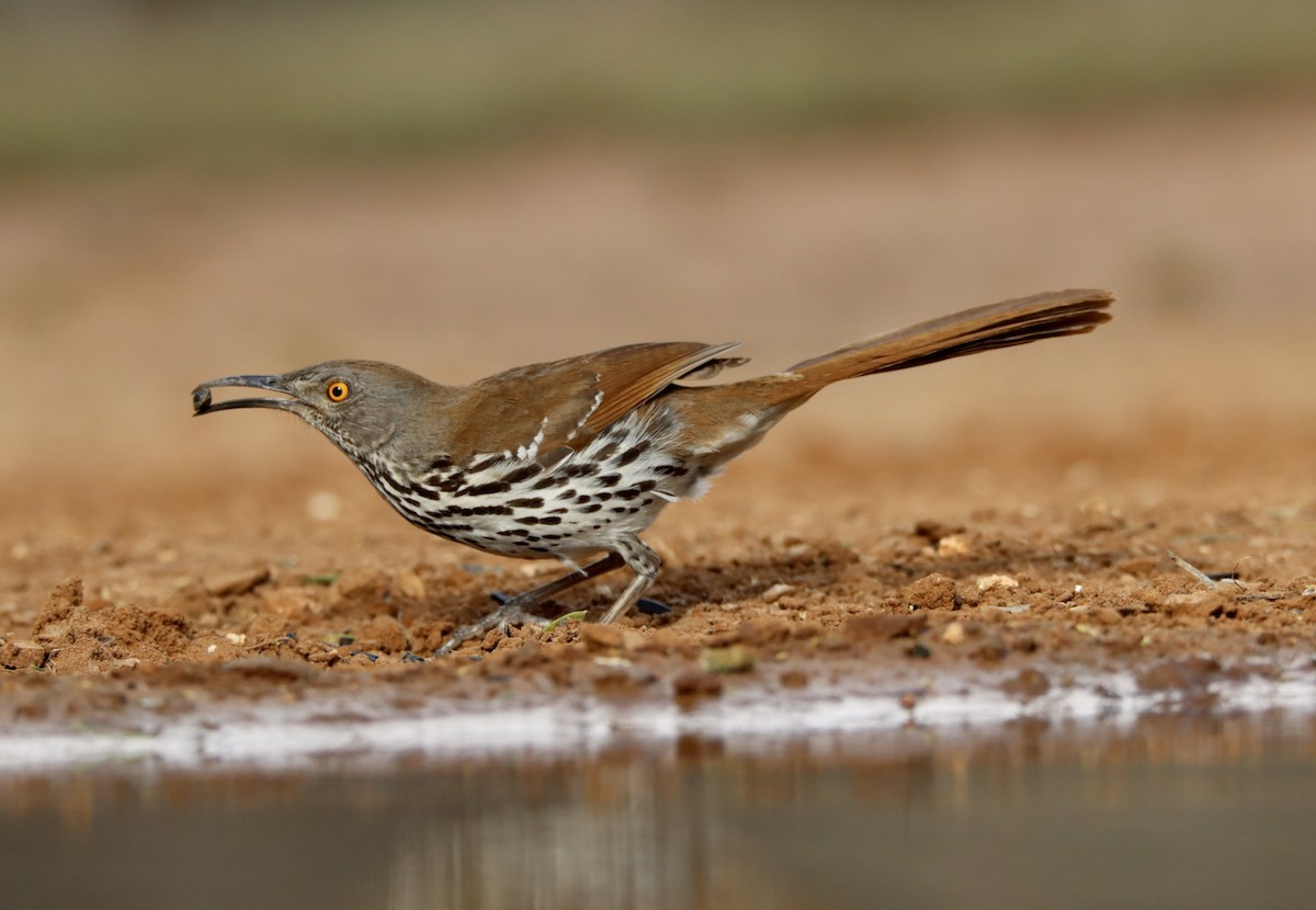 Long-billed Thrasher - ML453989861