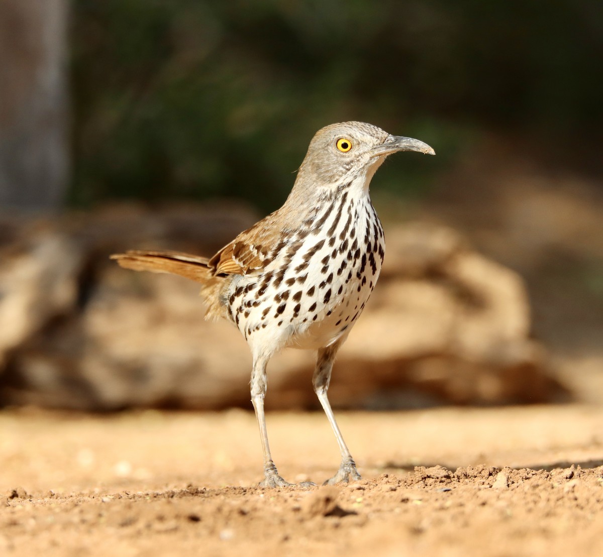 Long-billed Thrasher - ML453989971