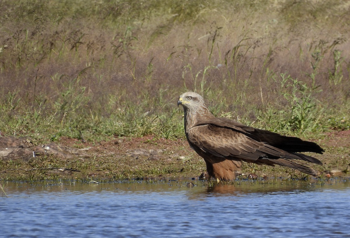 Black Kite - Alfonso Rodrigo