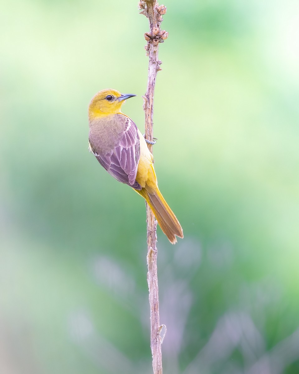 Orchard Oriole - ML453990401