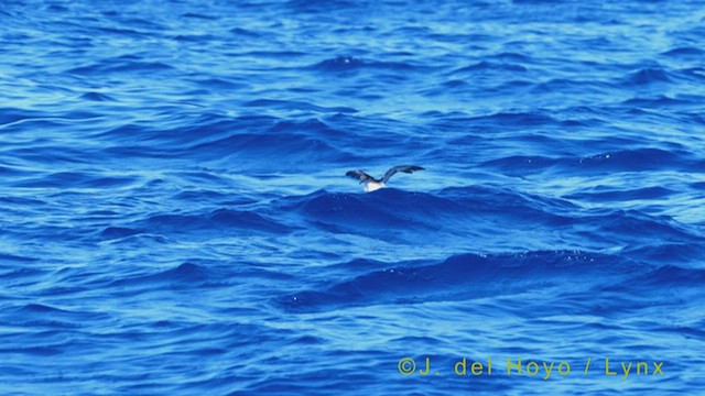 Manx Shearwater - ML453990751