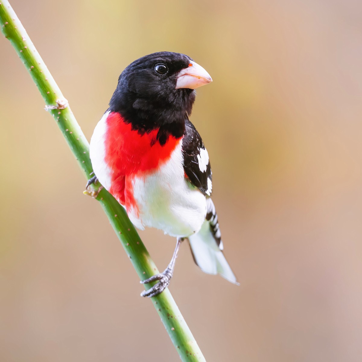Rose-breasted Grosbeak - ML453990761