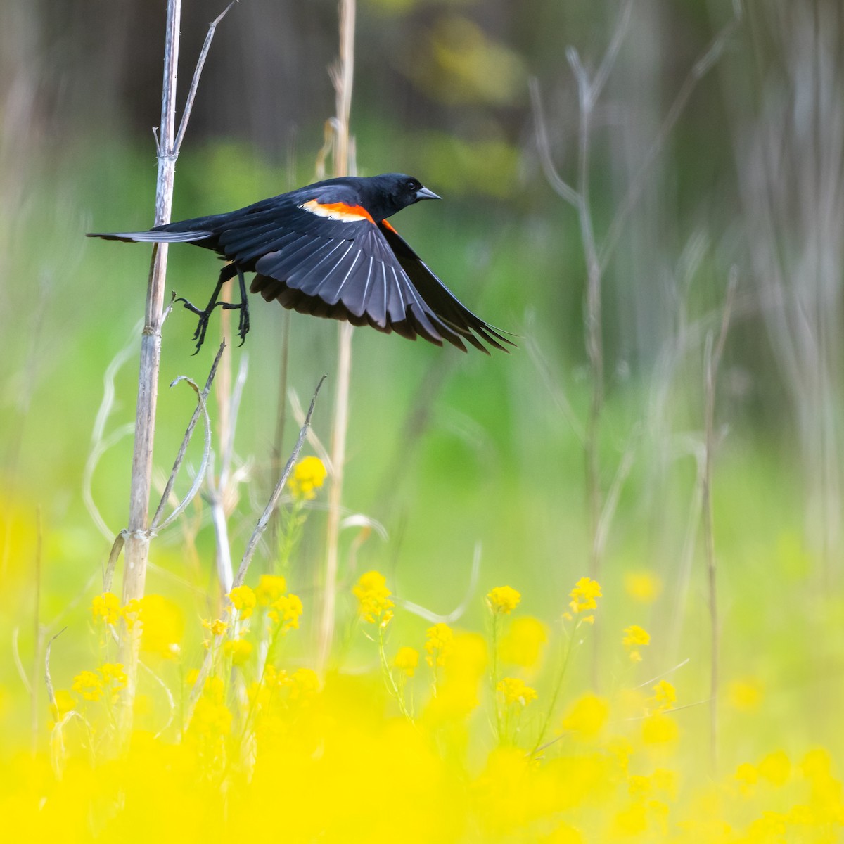 Red-winged Blackbird - Mike Birge