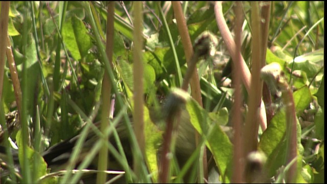 Black-chinned Siskin - ML453991