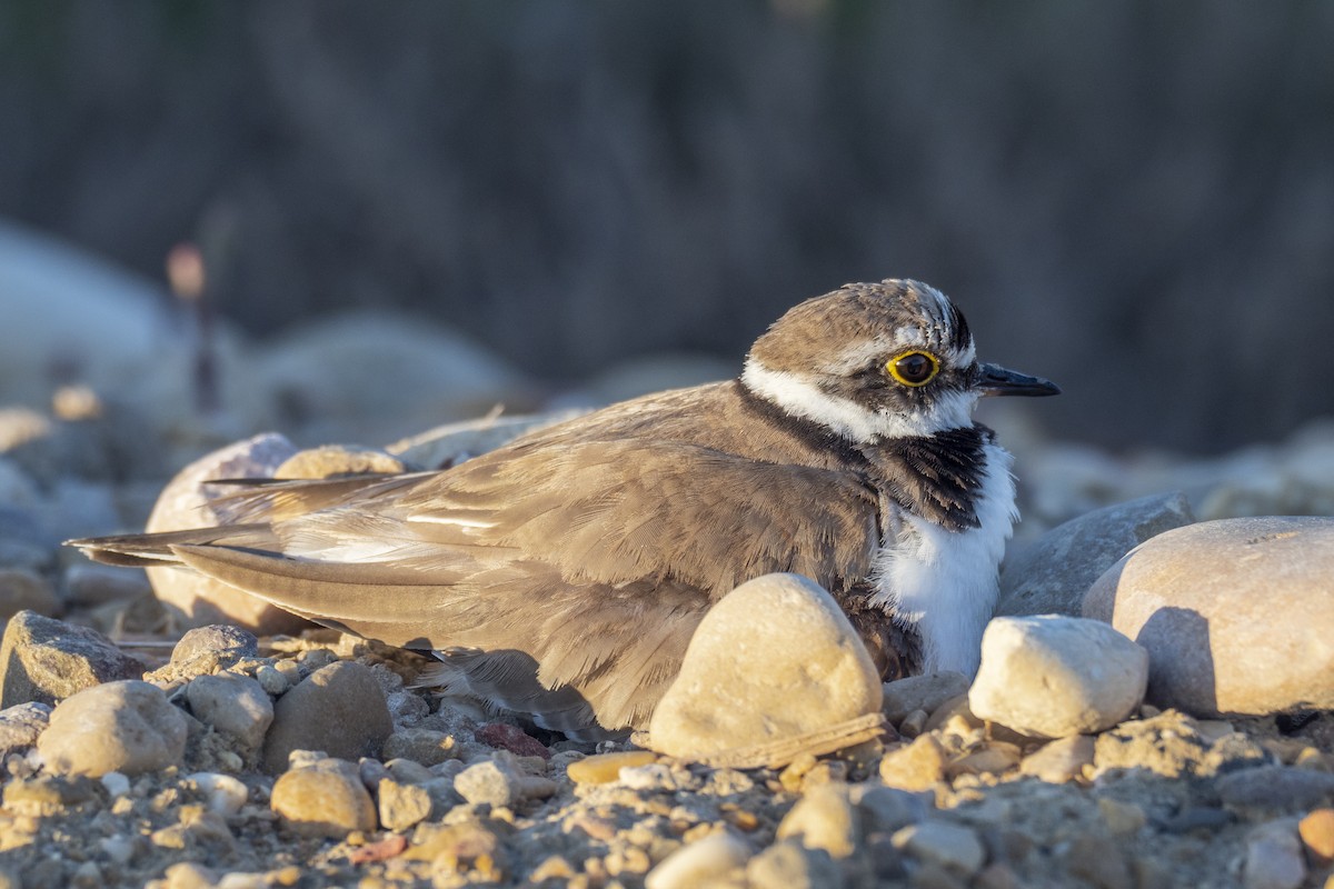 Little Ringed Plover - ML453991371