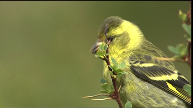 Black-chinned Siskin - ML453992