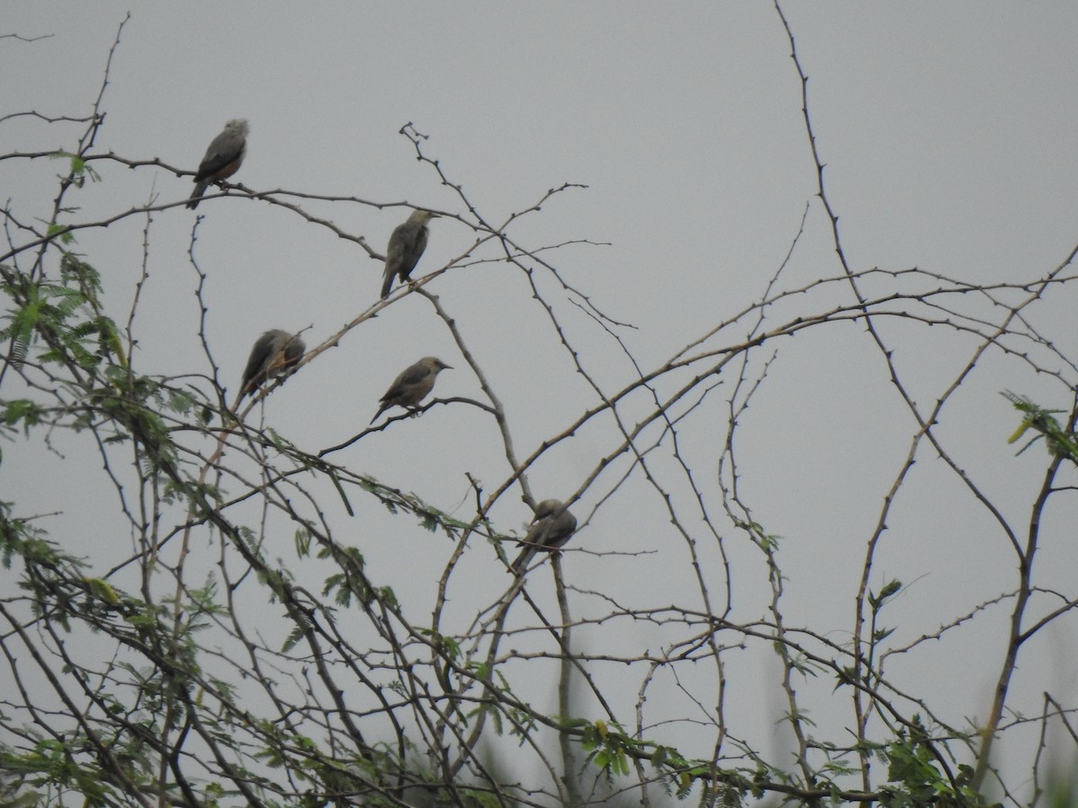 Malabar Starling - KARTHIKEYAN R