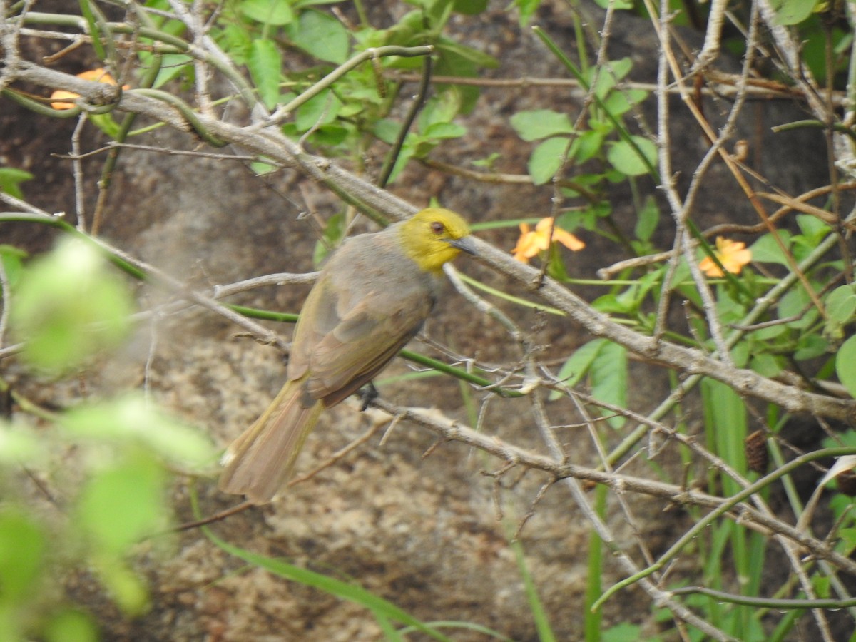 Yellow-throated Bulbul - KARTHIKEYAN R