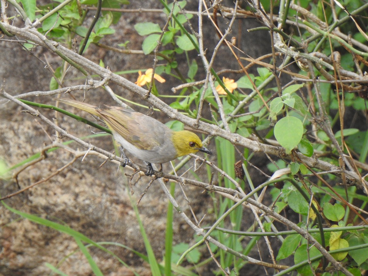 Bulbul à menton jaune - ML453992361