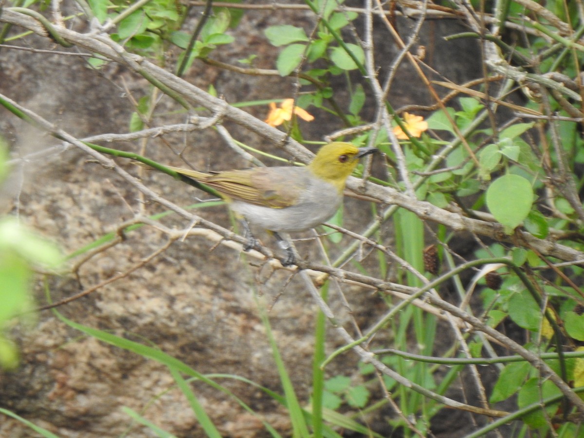 Yellow-throated Bulbul - KARTHIKEYAN R