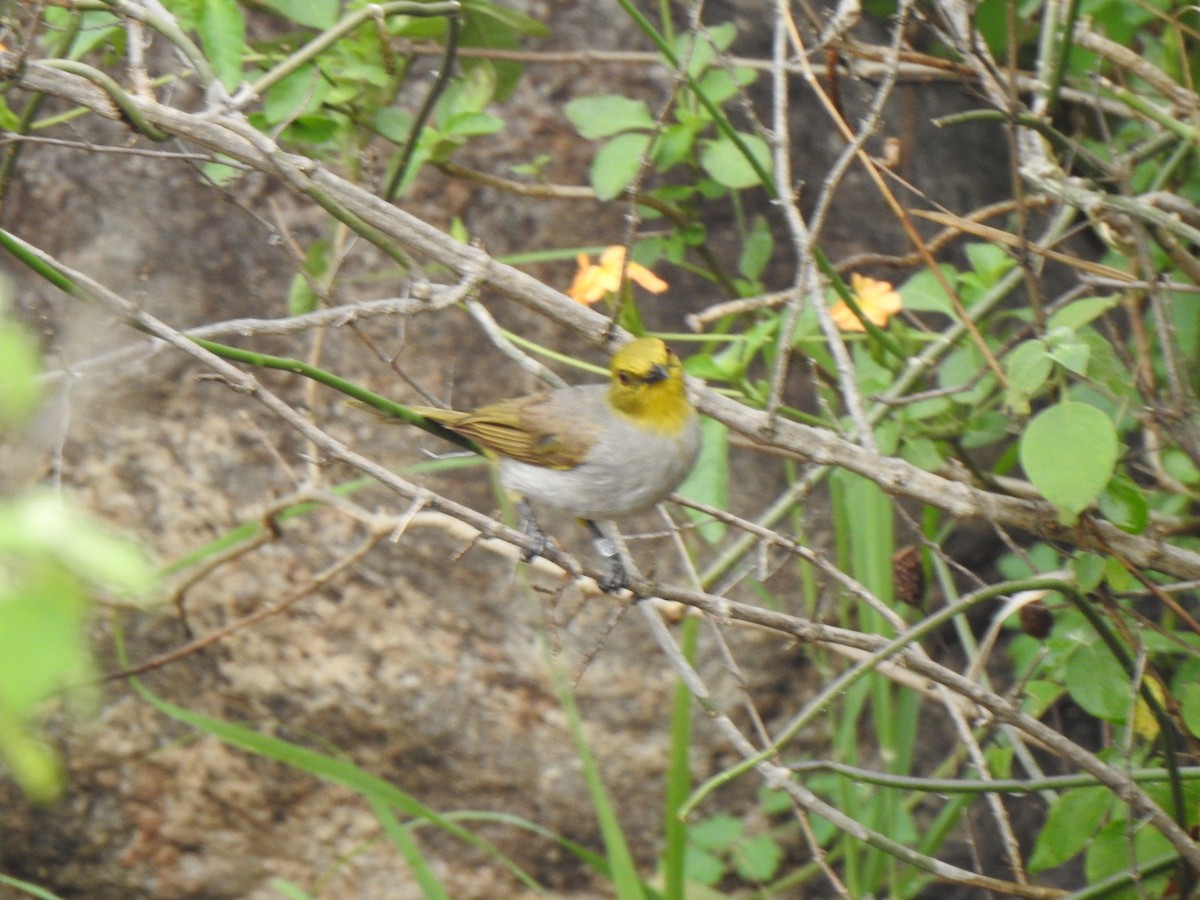 Yellow-throated Bulbul - ML453992451