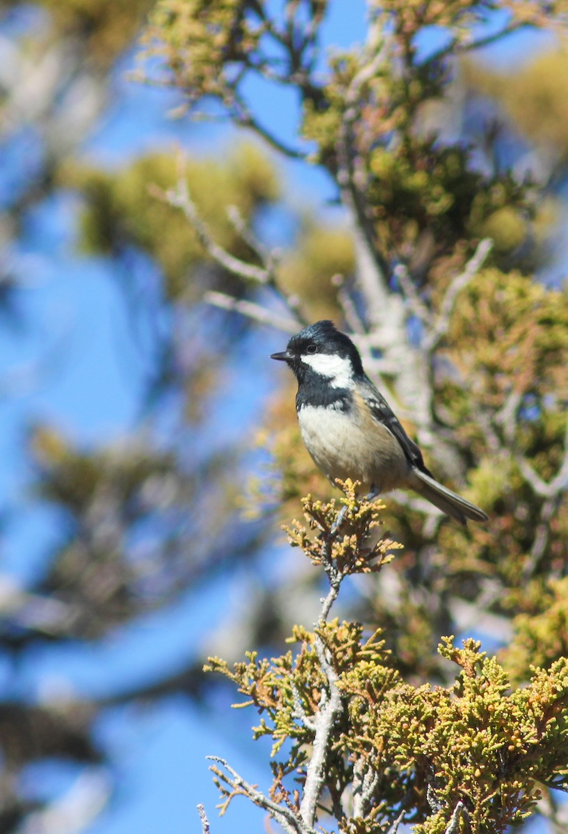 Coal Tit (Cyprus) - ML453993111
