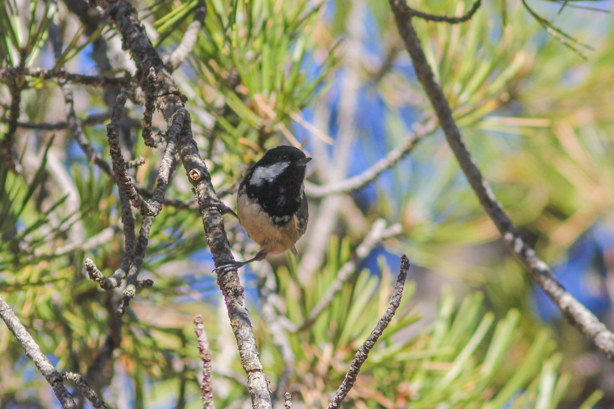 Coal Tit (Cyprus) - ML453993121