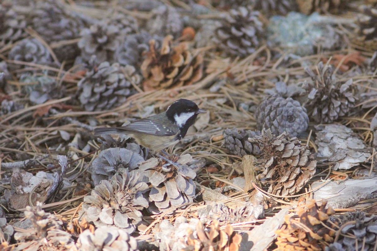 Coal Tit (Cyprus) - ML453993131