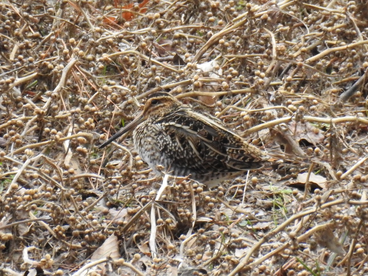 Wilson's Snipe - ML45399511