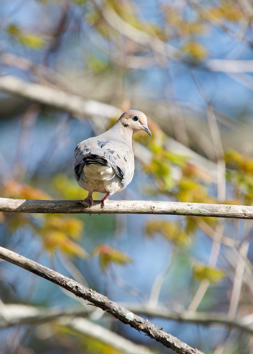 Mourning Dove - ML453995151