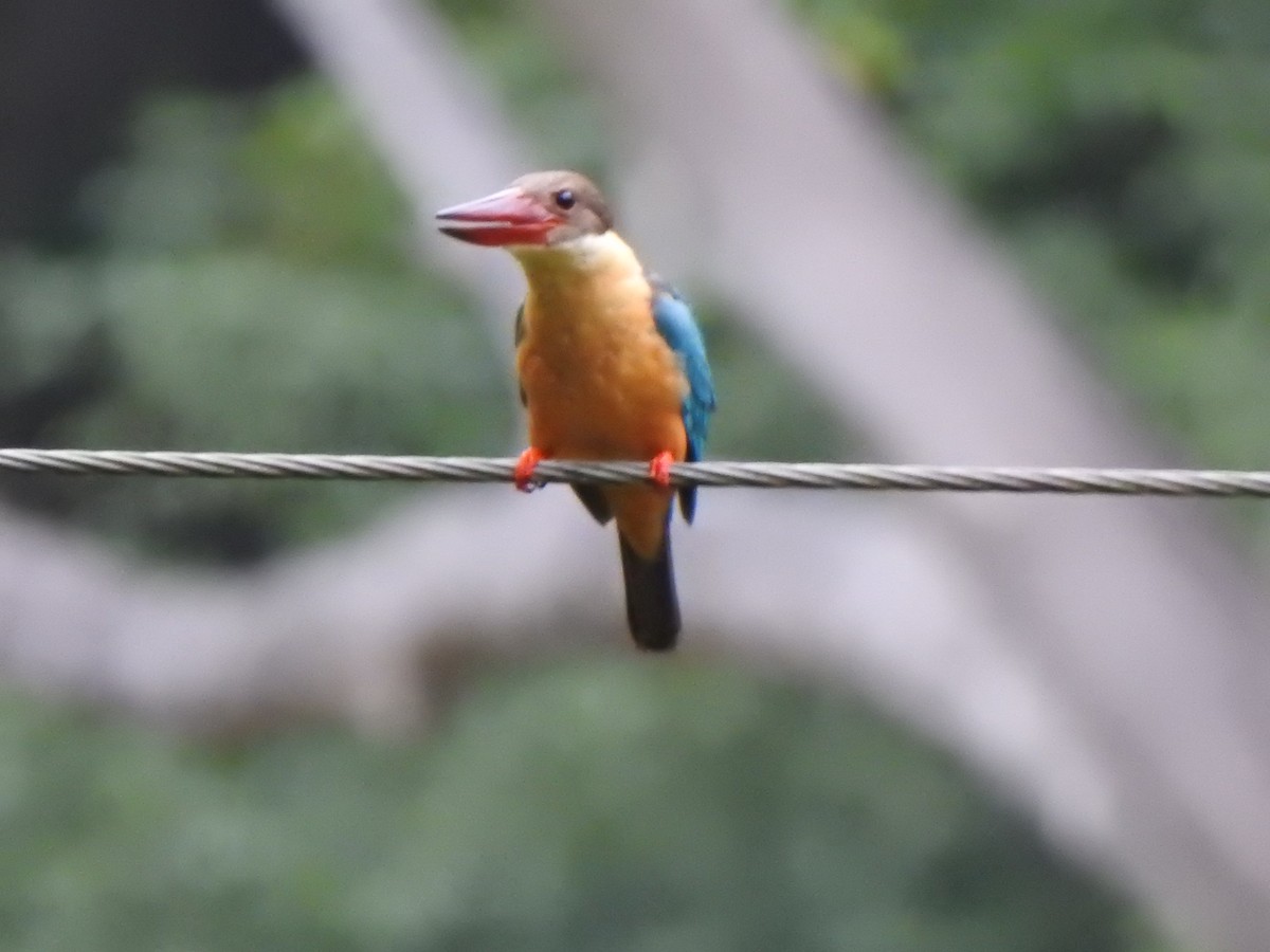 Stork-billed Kingfisher - ML453995781