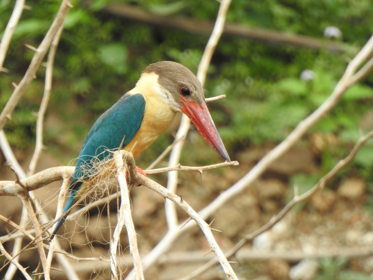 Stork-billed Kingfisher - ML453996471