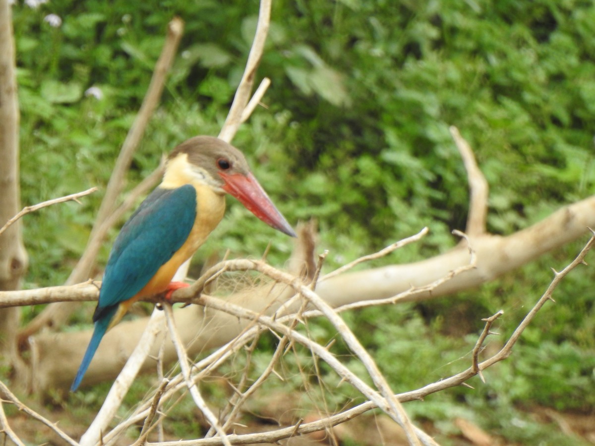 Stork-billed Kingfisher - ML453996481