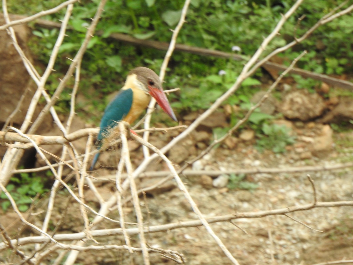 Stork-billed Kingfisher - KARTHIKEYAN R