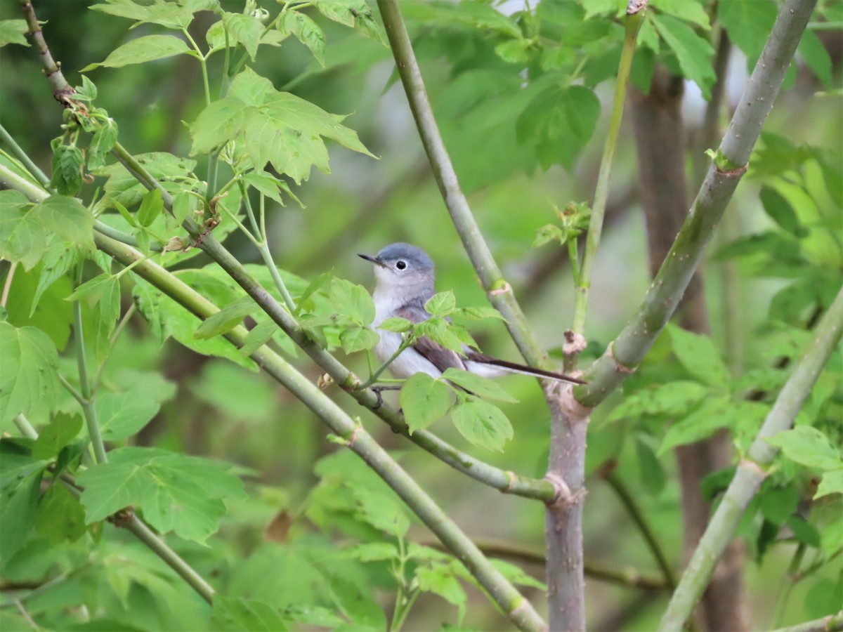 Blue-gray Gnatcatcher - ML453997331