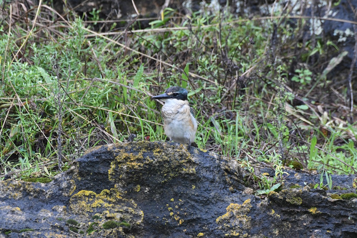 Sacred Kingfisher - ML453997751