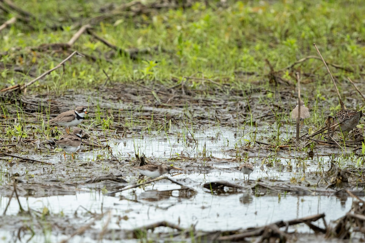 Semipalmated Plover - ML453997861