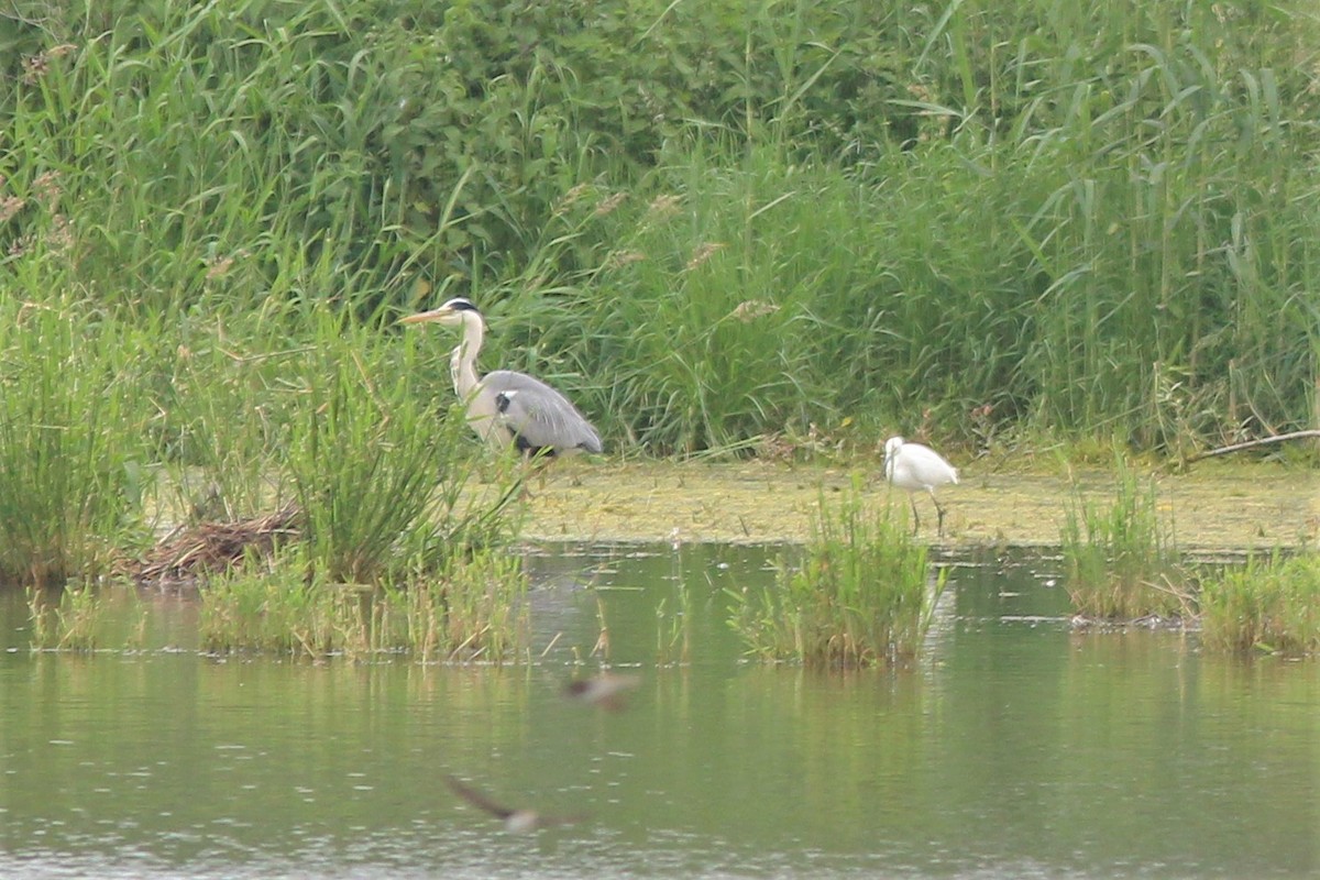 Little Egret - ML453998661