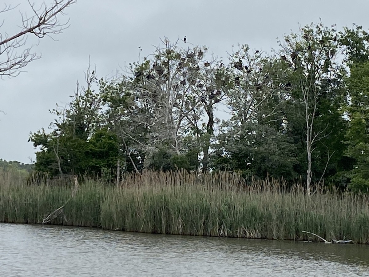 Double-crested Cormorant - ML454000271